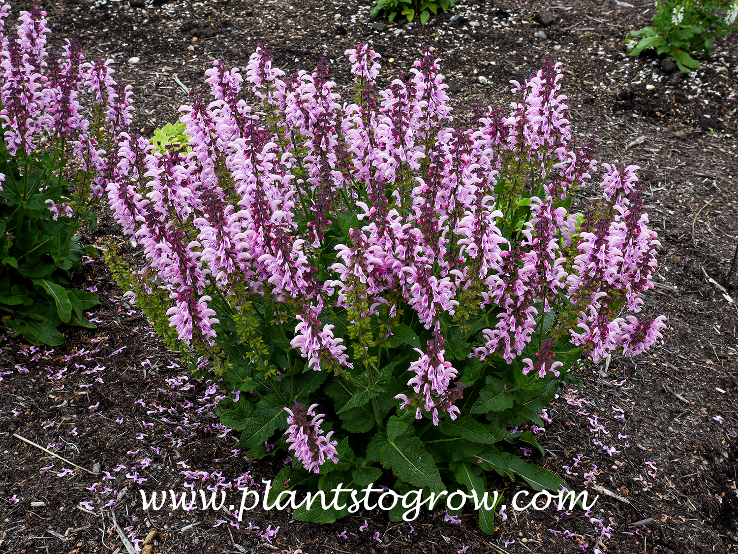 Ballerina Pink Salvia (Salvia pratensis)